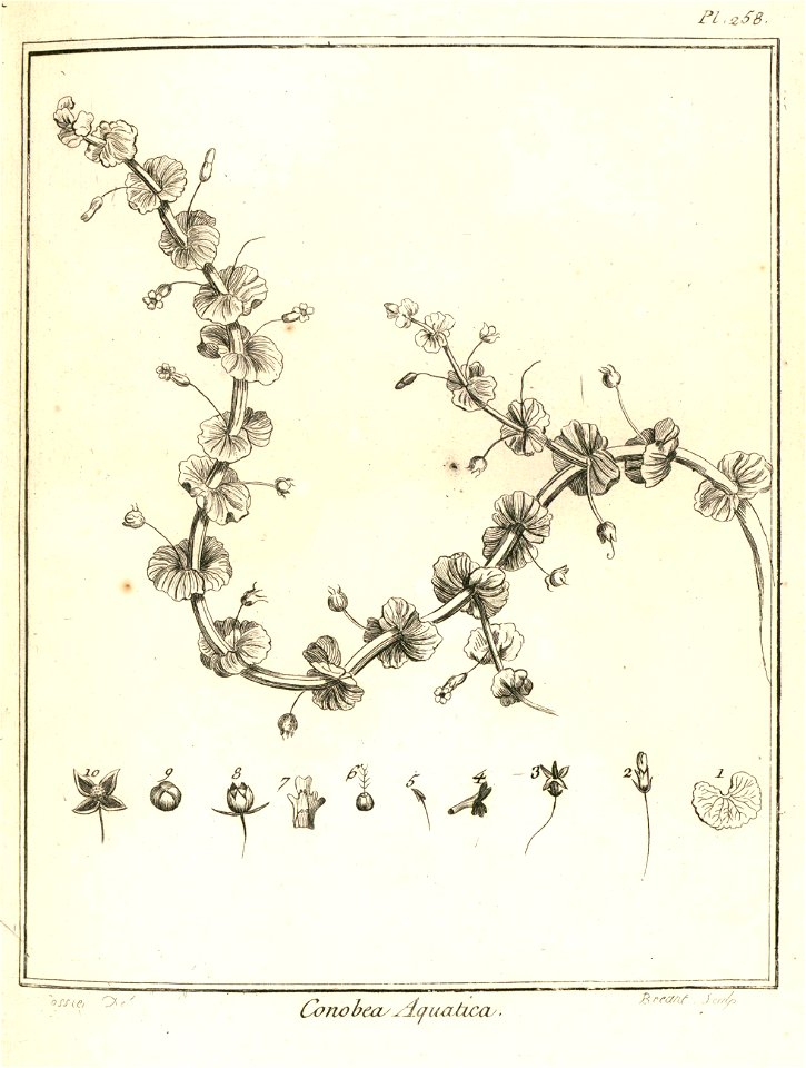 Conobea aquatica Aublet 1775 pl 258