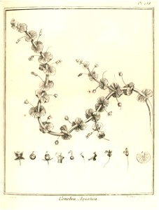 Conobea aquatica Aublet 1775 pl 258