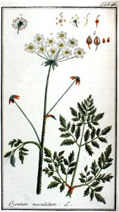 Conium maculatum illustration (06)
