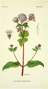 Conoclinum coelestinum