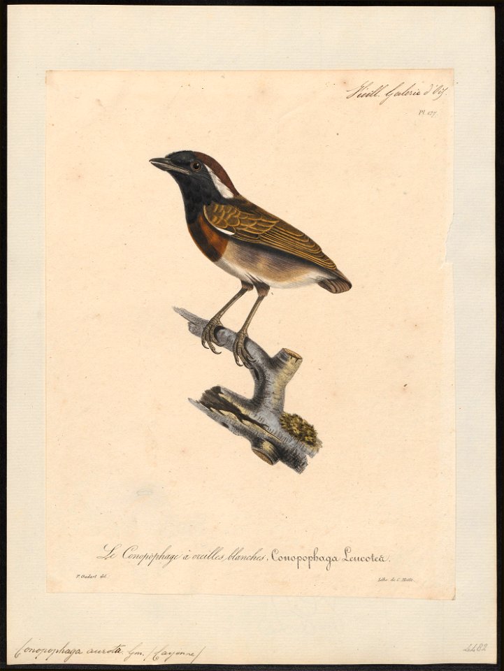 Conopophaga aurita - 1825-1834 - Print - Iconographia Zoologica - Special Collections University of Amsterdam - UBA01 IZ16400343