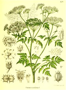 Conium maculatum illustration (14)