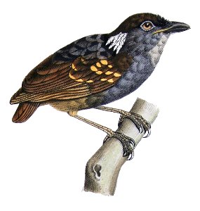 Conopophaga peruviana castelnau
