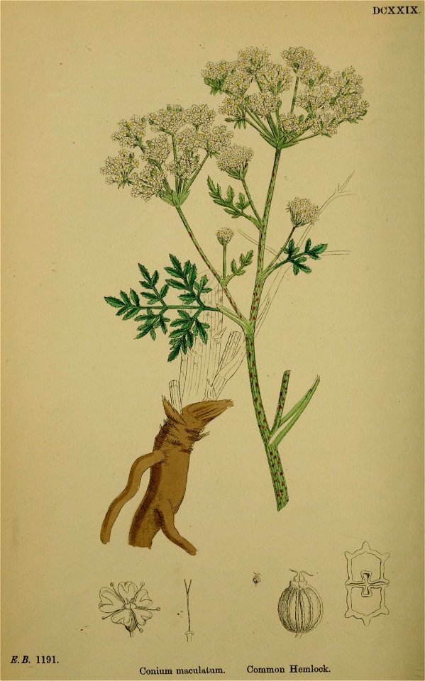 Conium maculatum illustration (18)