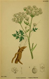 Conium maculatum illustration (18)