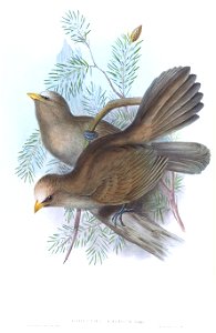 ConostomaAemodiumGould