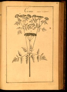Conium maculatum illustration (26)
