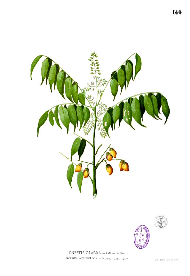 Connarus paniculatus Blanco1.140