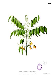 Connarus paniculatus Blanco1.140