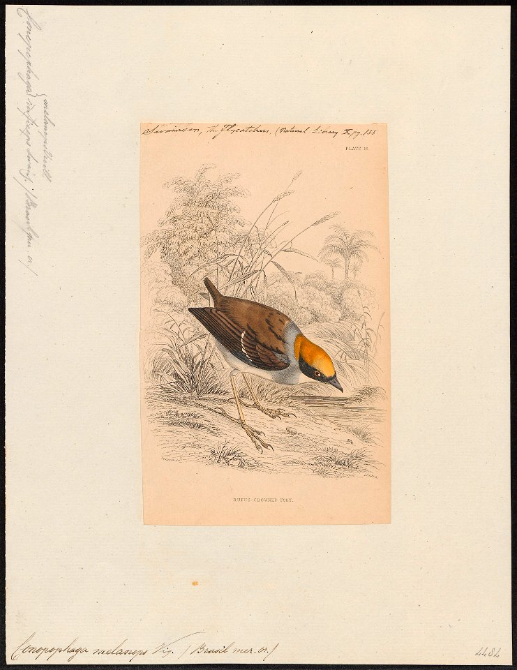 Conopophaga melanops - 1838 - Print - Iconographia Zoologica - Special Collections University of Amsterdam - UBA01 IZ16400345