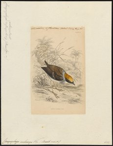Conopophaga melanops - 1838 - Print - Iconographia Zoologica - Special Collections University of Amsterdam - UBA01 IZ16400345