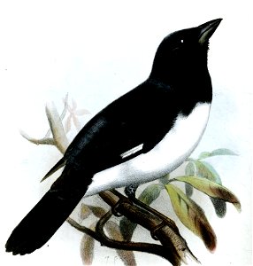 ConothraupisSpeculigeraSmit (cropped)