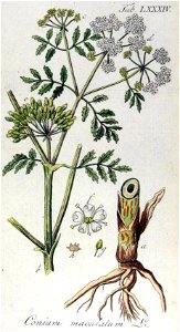 Conium maculatum illustration (07)