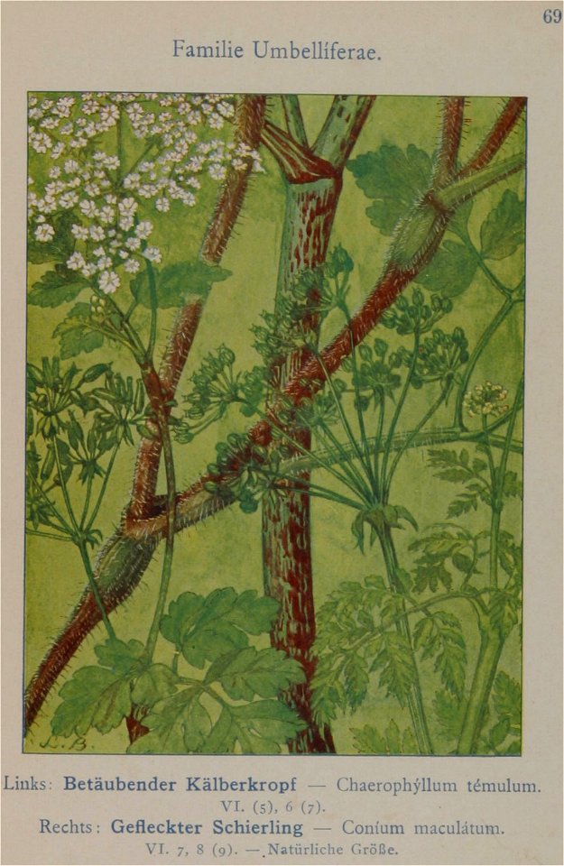 Conium maculatum illustration (11)