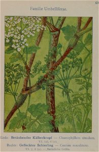 Conium maculatum illustration (11)