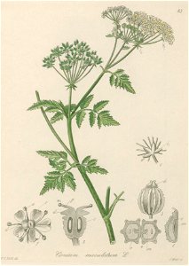 Conium maculatum illustration (15)
