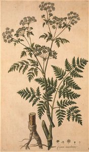 Conium maculatum illustration (19)