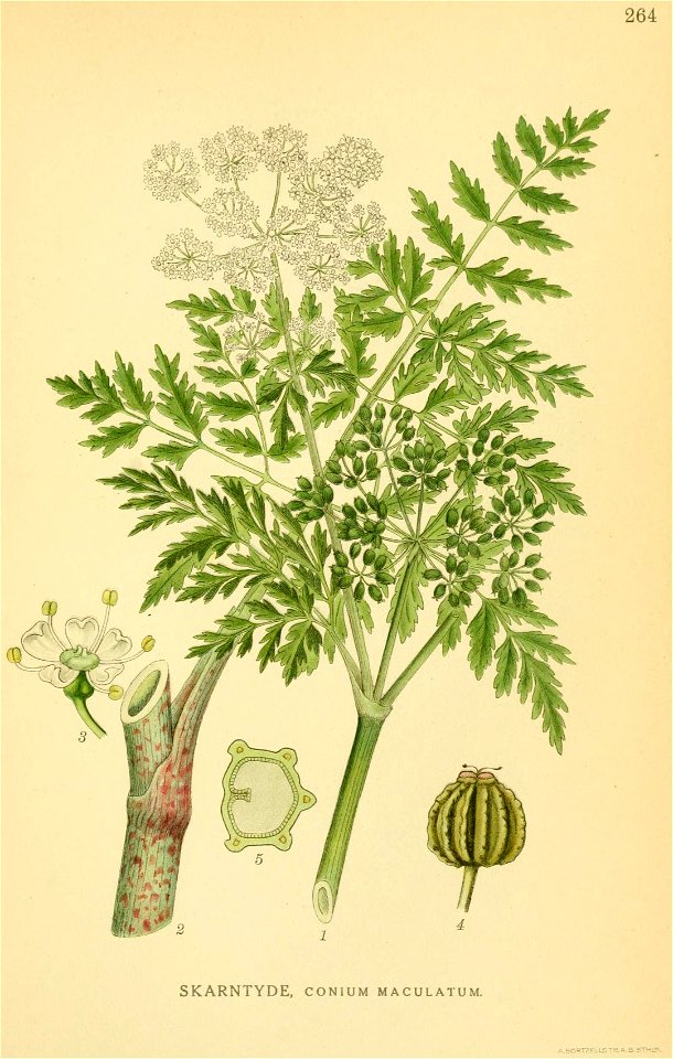 Conium maculatum illustration (23) | Creazilla