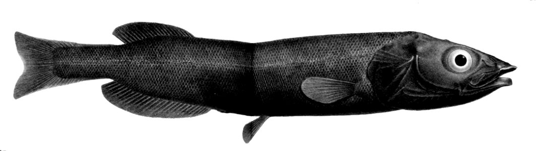 Conocara nigrum1