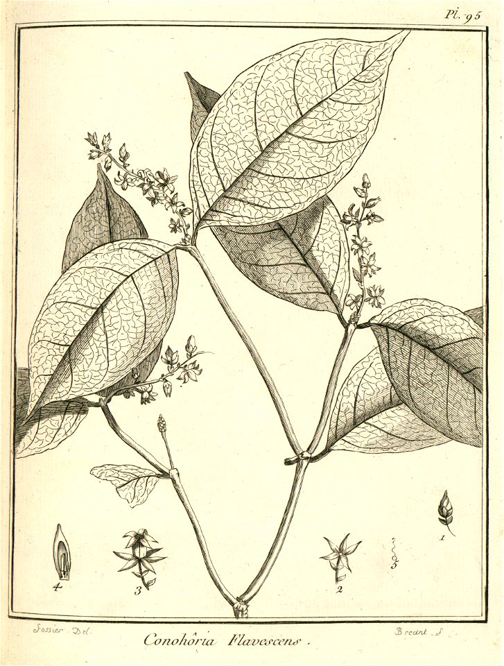 Conohoria flavescens Aublet 1775 pl 95