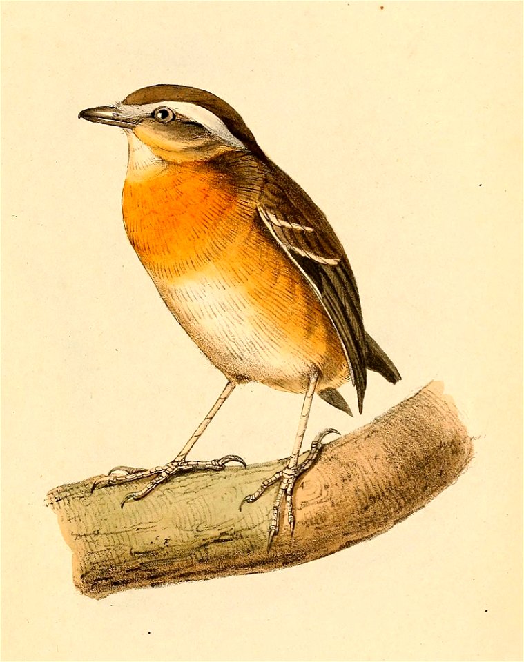 Conopophaga melanops perspicillata female 1841