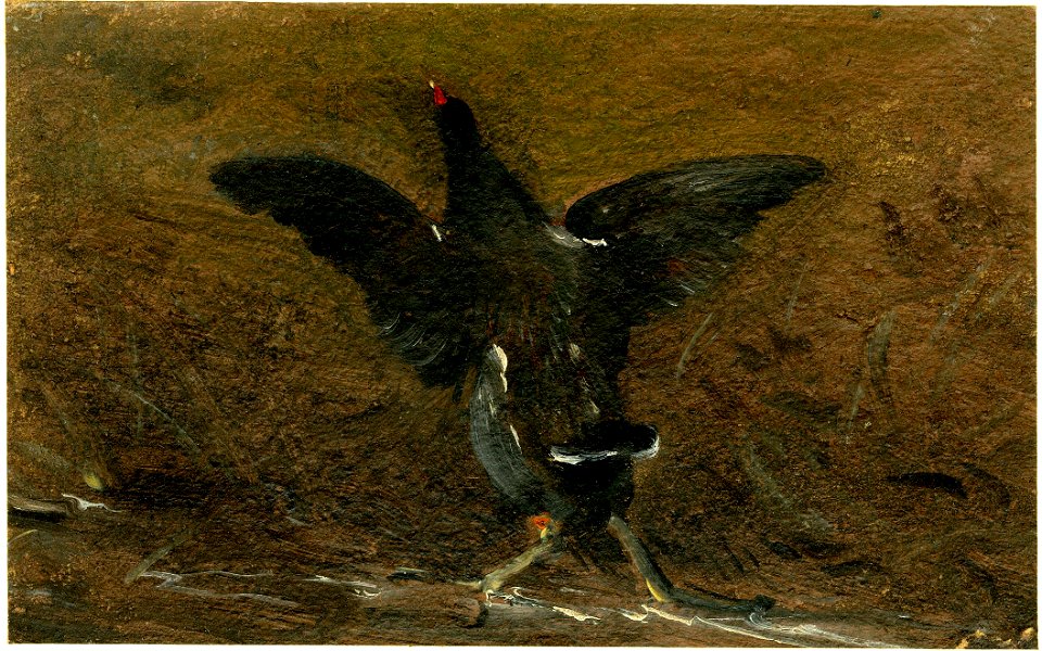 Constable - A moorhen flapping its wings, 1907,1018.48