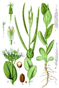 Conringia orientalis Sturm3