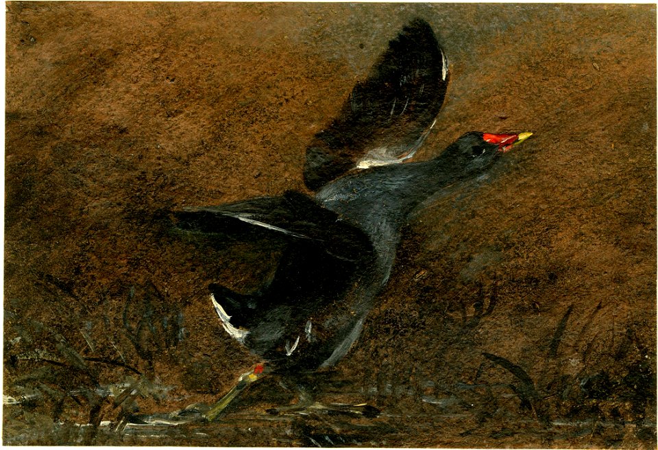 Constable - A moorhen rising, 1907,1018.49