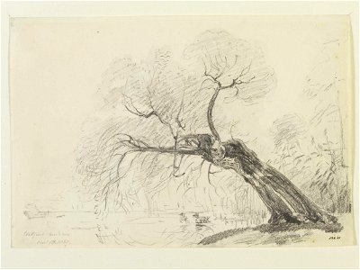 Constable - A willow tree in Flatford Meadows, 838-1888. Free illustration for personal and commercial use.