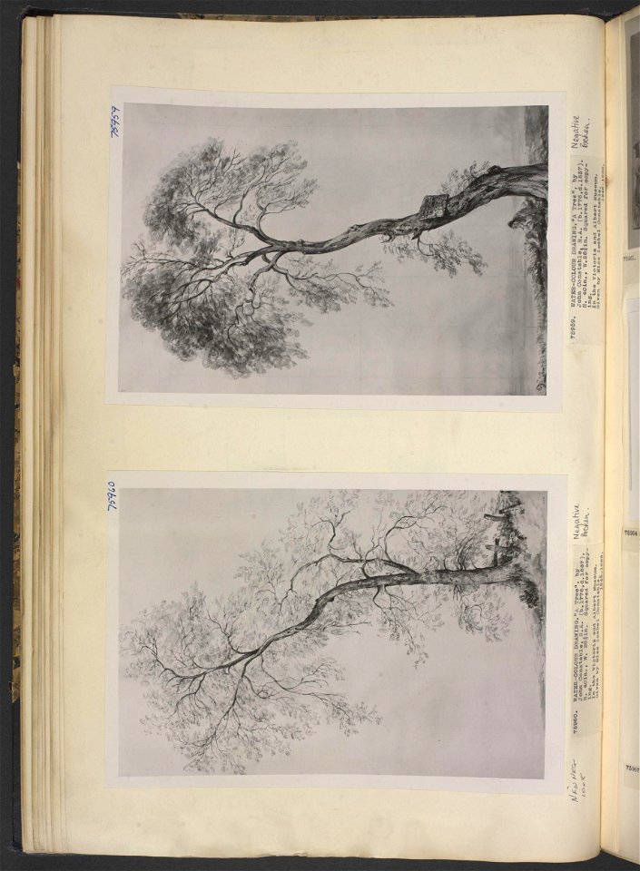 Constable - An ash tree, 1249-1888, 2017JV2712