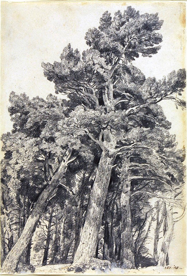 Constable - Fir Trees at Hampstead, 251-1888