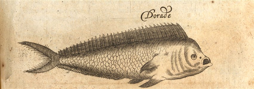 De Dorade - BNA-DIG-KOSTBARE-0427-035 d