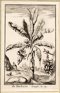 De dudaim. Genesis. 30. 14. objectnr A 19815
