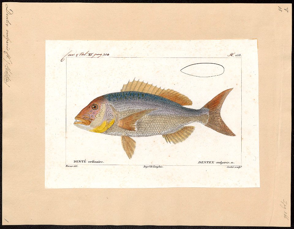 Dentex vulgaris - 1828-1849 - Print - Iconographia Zoologica - Special Collections University of Amsterdam - UBA01 IZ13000235