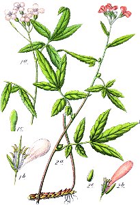 Dentaria spp Sturm14