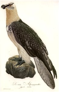 Der bartige Alpengeyeradler aus Teutsche Ornithologie