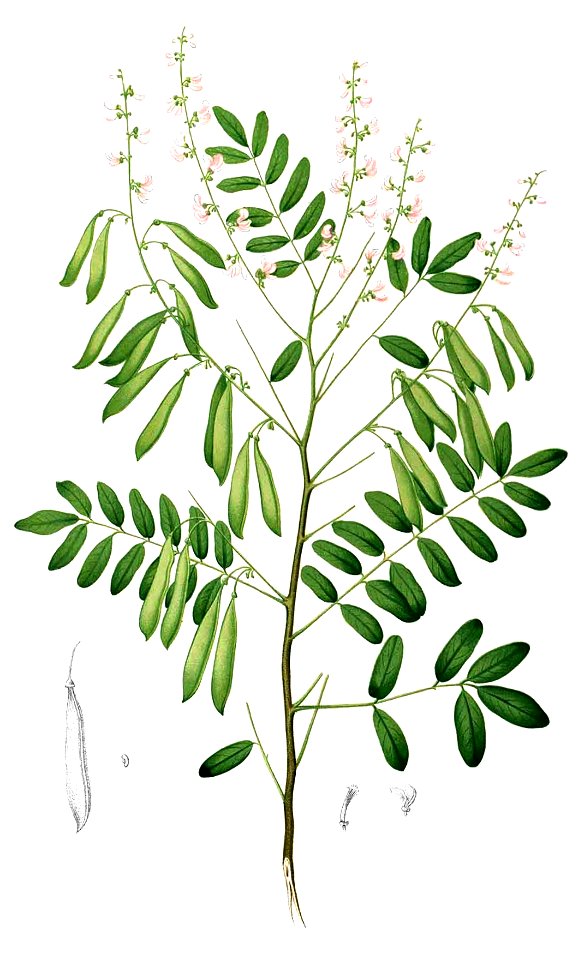 Derris scandens Blanco1.232-cropped