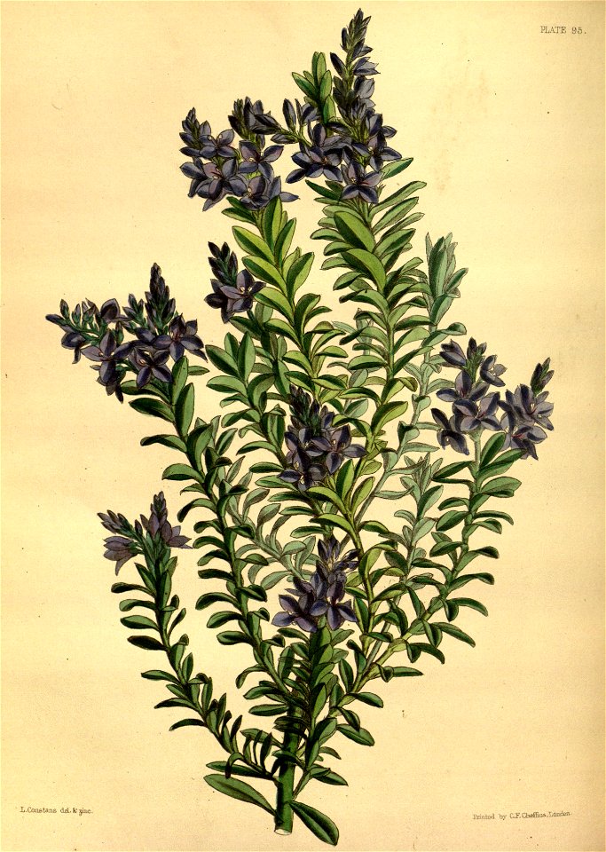 Derwentia formosa Paxton 095