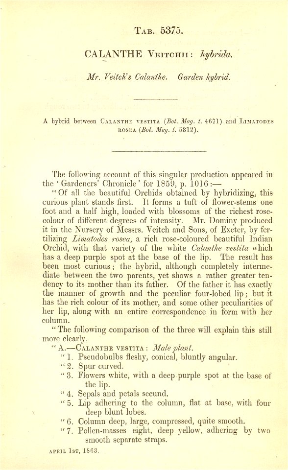 Description of Calanthe × veitchii (unplaced name) - Curtis' 89 (Ser. 3 no. 19) tab. 5375 (1863)