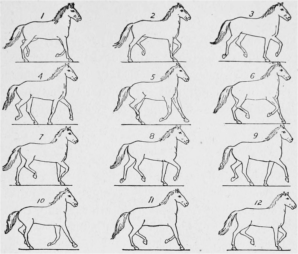 Descriptive Zoopraxography 049
