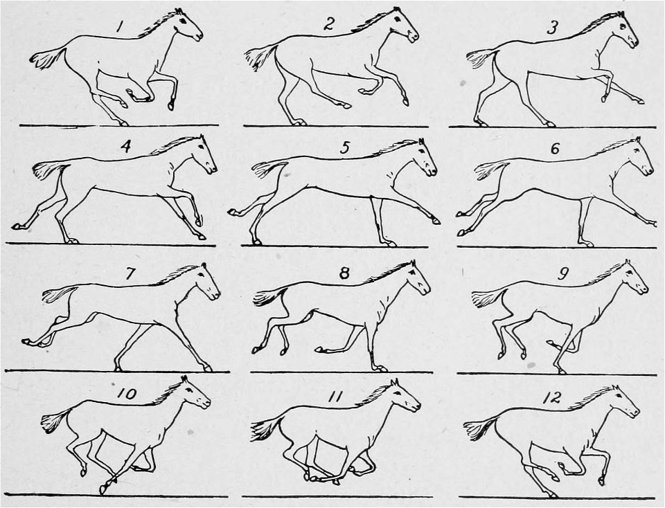Descriptive Zoopraxography 057