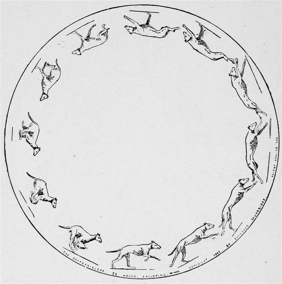 Descriptive Zoopraxography Greyhound Galloping
