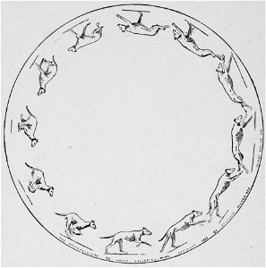 Descriptive Zoopraxography Greyhound Galloping