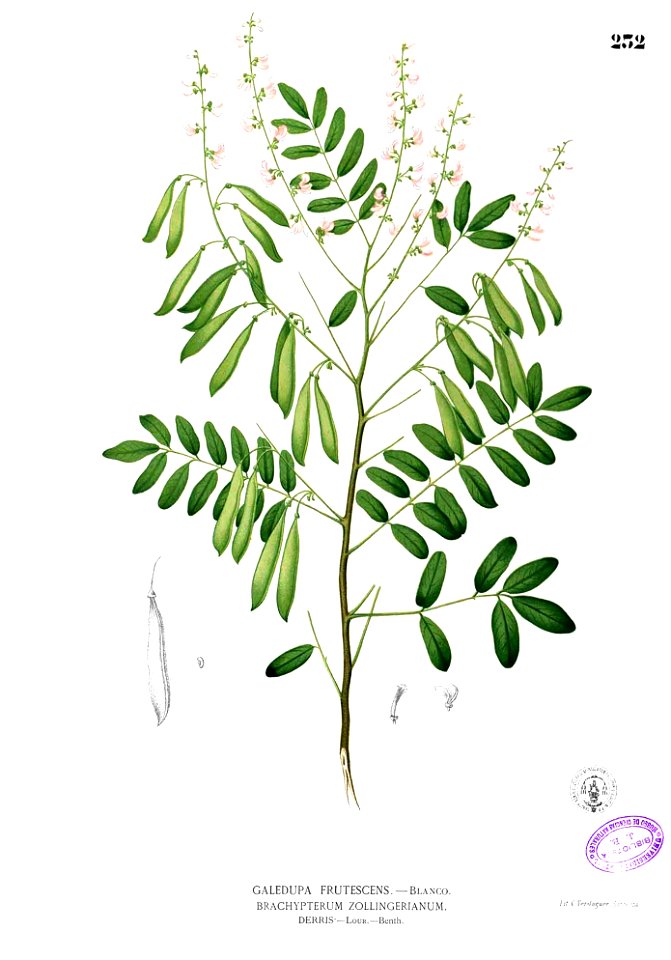 Derris scandens Blanco1.232