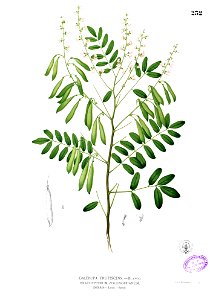 Derris scandens Blanco1.232
