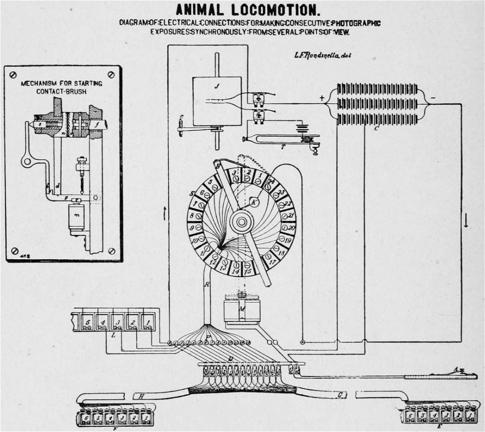 Descriptive Zoopraxography 040