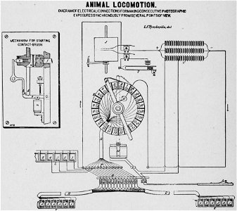 Descriptive Zoopraxography 040
