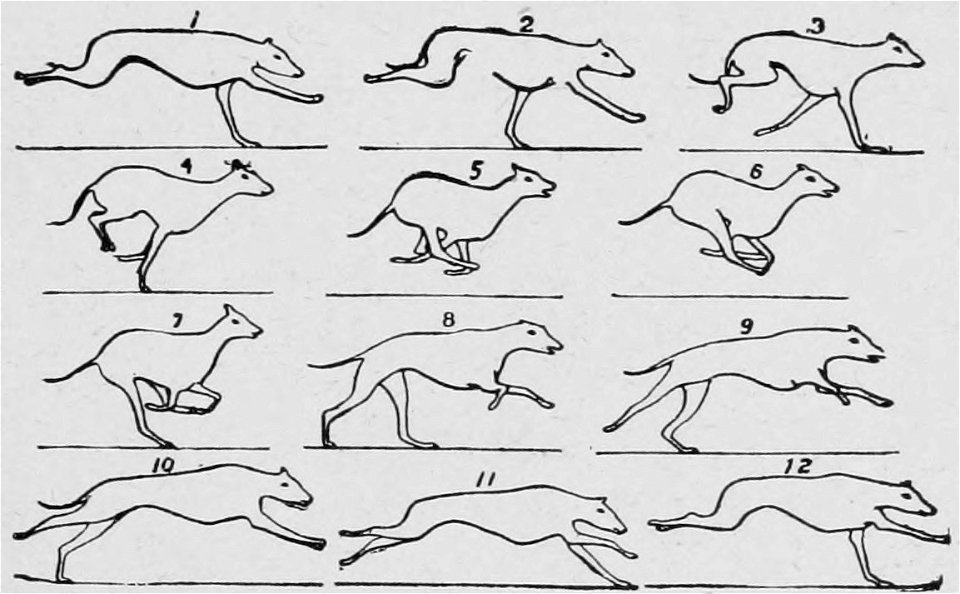 Descriptive Zoopraxography 059