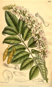 Derris oligosperma 139-8530