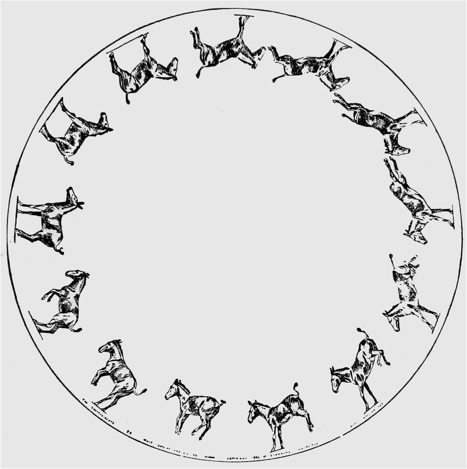 Descriptive Zoopraxography Mule, Bucking and Kicking